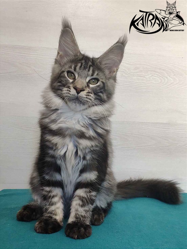 Katran Quantum Jr. - Kitten maine-coon 4 months