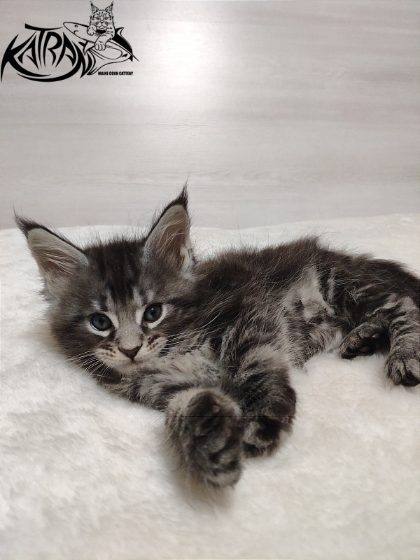 Katran Quantum Jr. - Kitten maine-coon 1 month