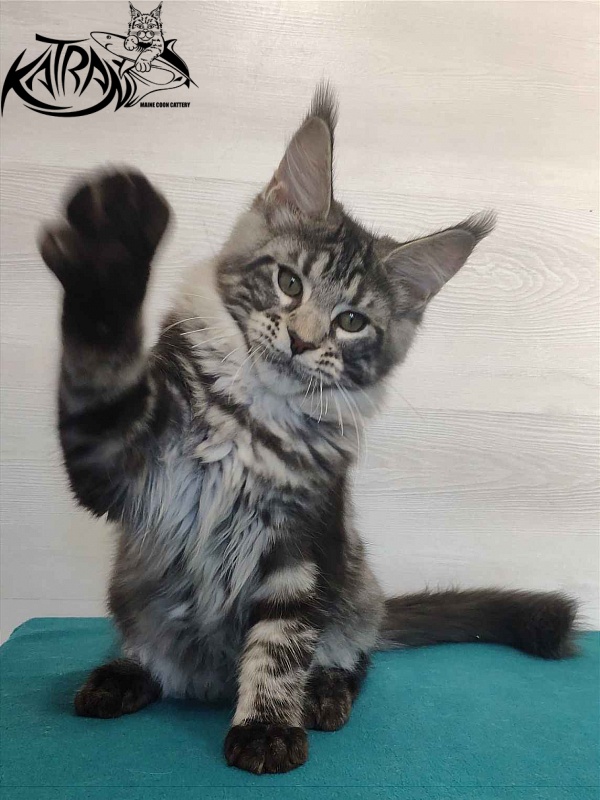 Katran Quantum Jr. - Kitten maine-coon 4 months
