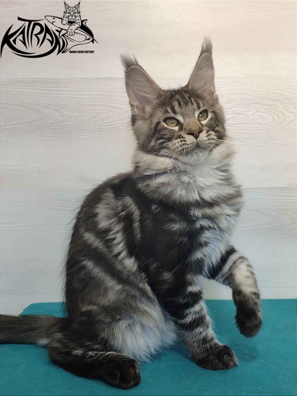 Katran Quantum Jr. - Kitten maine-coon 4 months