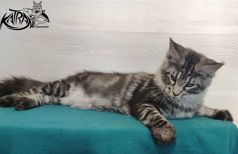 Katran Quantum Jr. - Kitten maine-coon 4 months