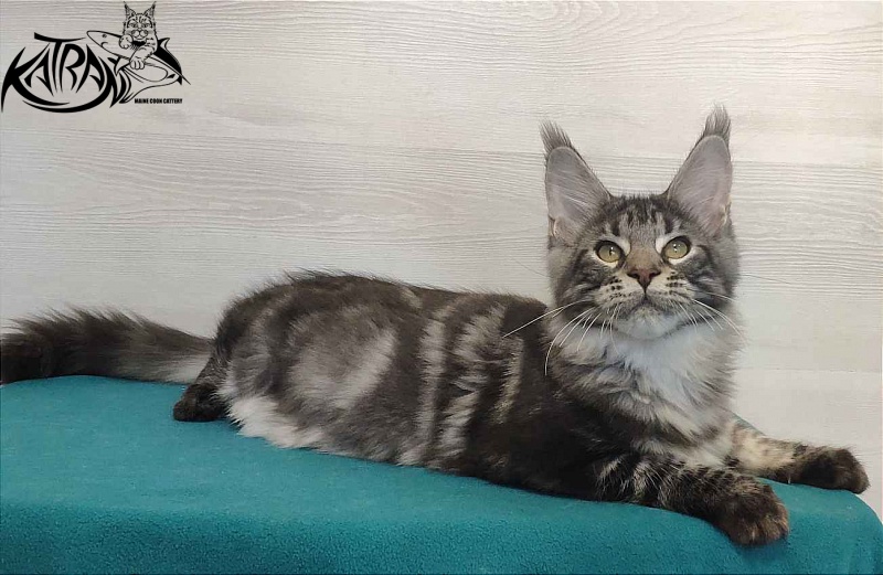 Katran Quantum Jr. - Kitten maine-coon 4 months