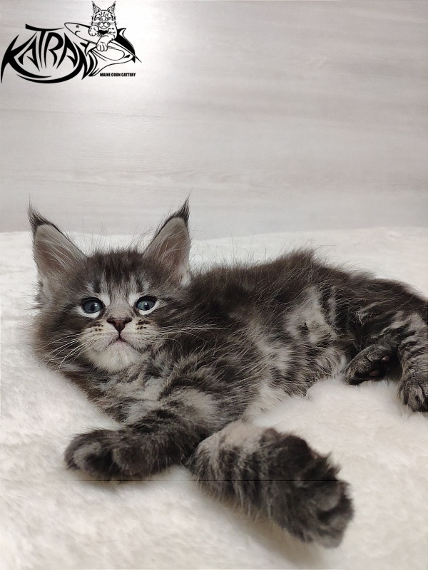 Katran Quantum Jr. - Kitten maine-coon 1 month