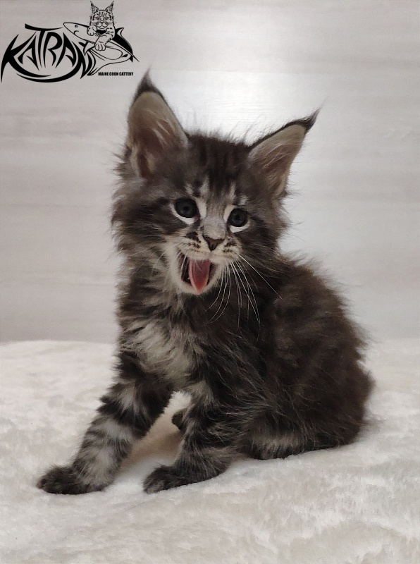 Katran Quantum Jr. - Kitten maine-coon 1 month