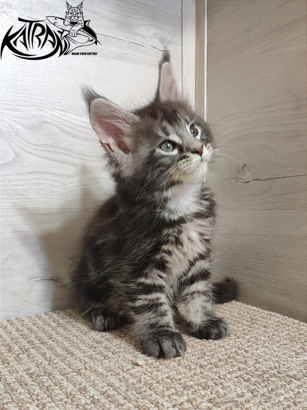 Katran Quantum Jr. - Kitten maine-coon 1 month 2 weeks