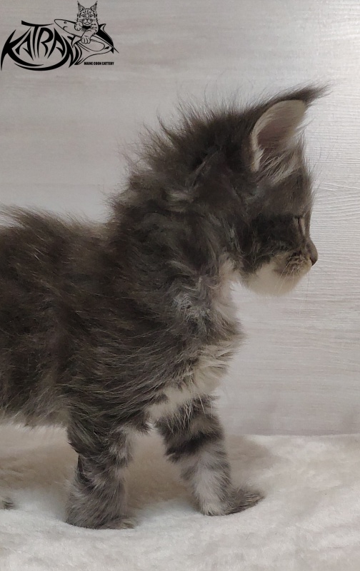 Katran Quentin - Kitten maine-coon 1 month