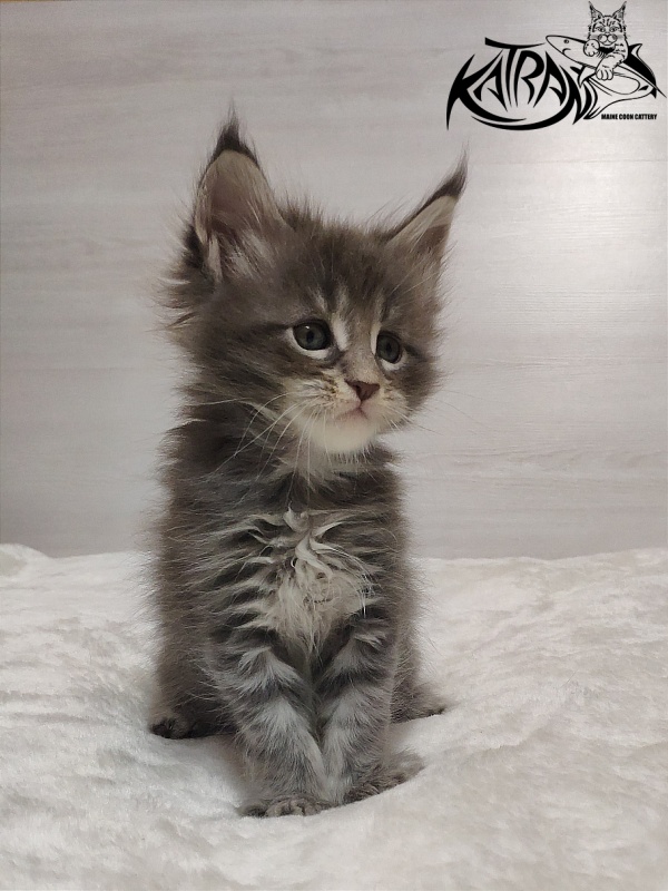 Katran Quentin - Kitten maine-coon 1 month
