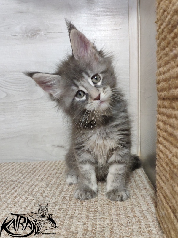 Katran Quentin - Kitten maine-coon 1 month 2 weeks