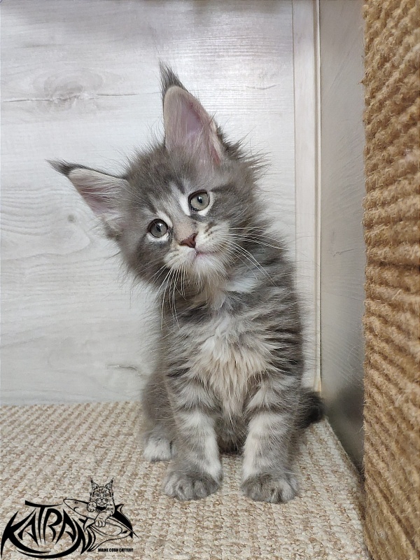Katran Quentin - Kitten maine-coon 1 month 2 weeks