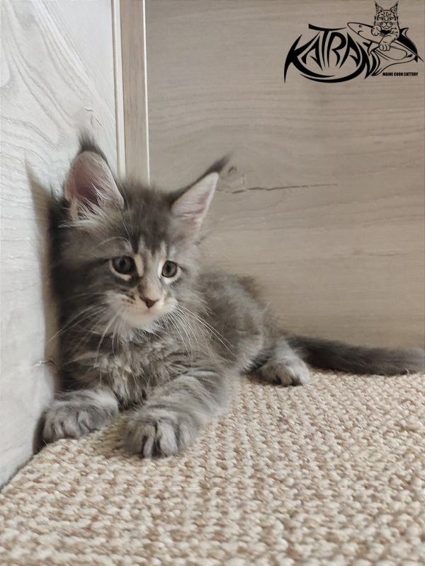 Katran Quentin - Kitten maine-coon 1 month 2 weeks