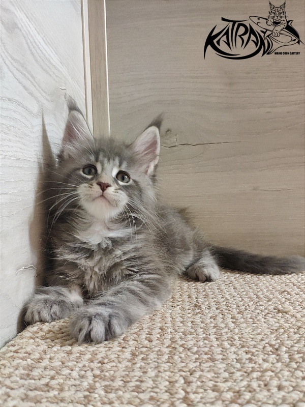 Katran Quentin - Kitten maine-coon 1 month 2 weeks