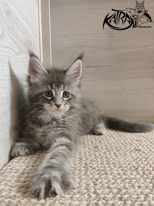 Katran Quentin - Kitten maine-coon 1 month 2 weeks