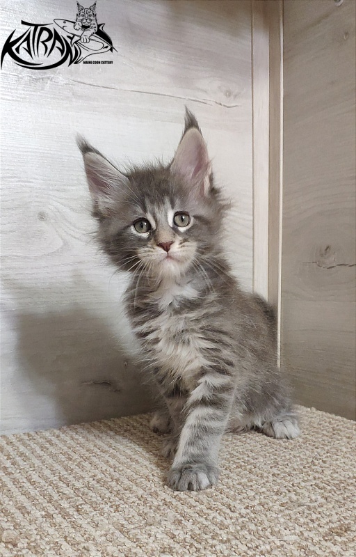 Katran Quentin - Kitten maine-coon 1 month 2 weeks