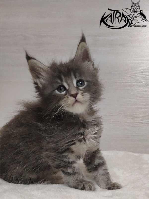 Katran Quentin - Kitten maine-coon 1 month