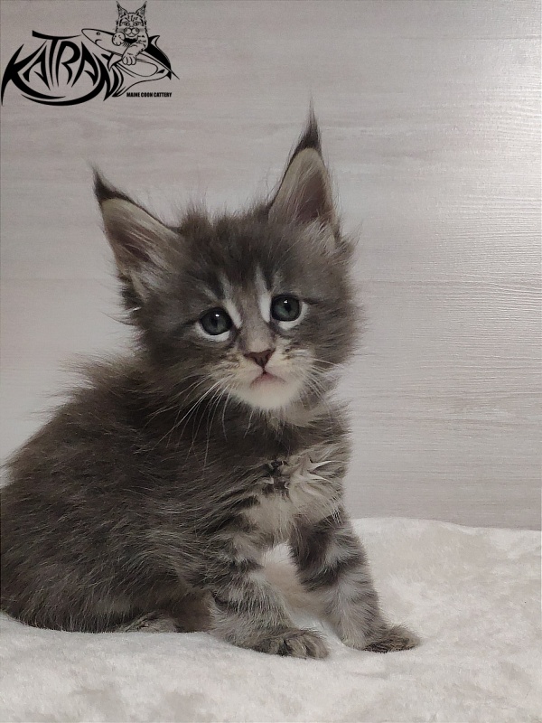 Katran Quentin - Kitten maine-coon 1 month