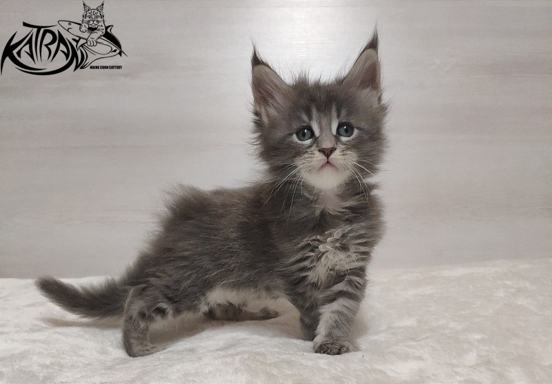 Katran Quentin - Kitten maine-coon 1 month