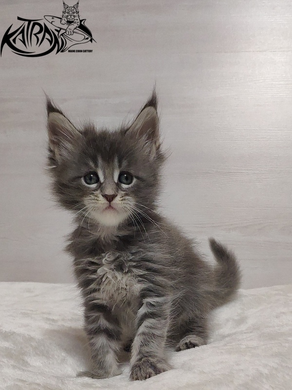 Katran Quentin - Kitten maine-coon 1 month
