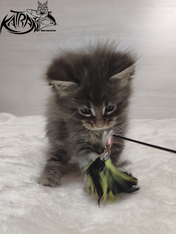 Katran Quentin - Kitten maine-coon 1 month