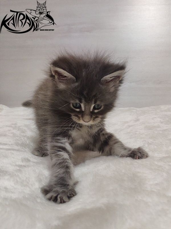 Katran Quentin - Kitten maine-coon 1 month