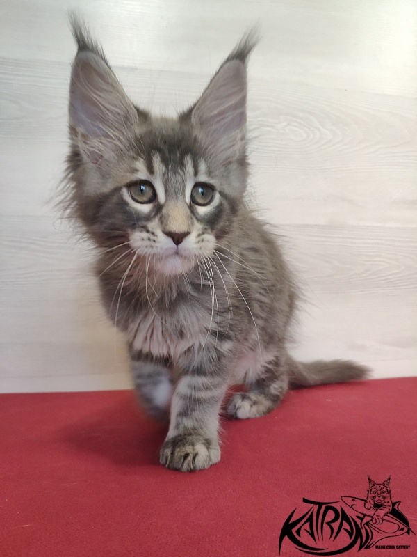 Katran Quentin - Kitten maine-coon 2 months