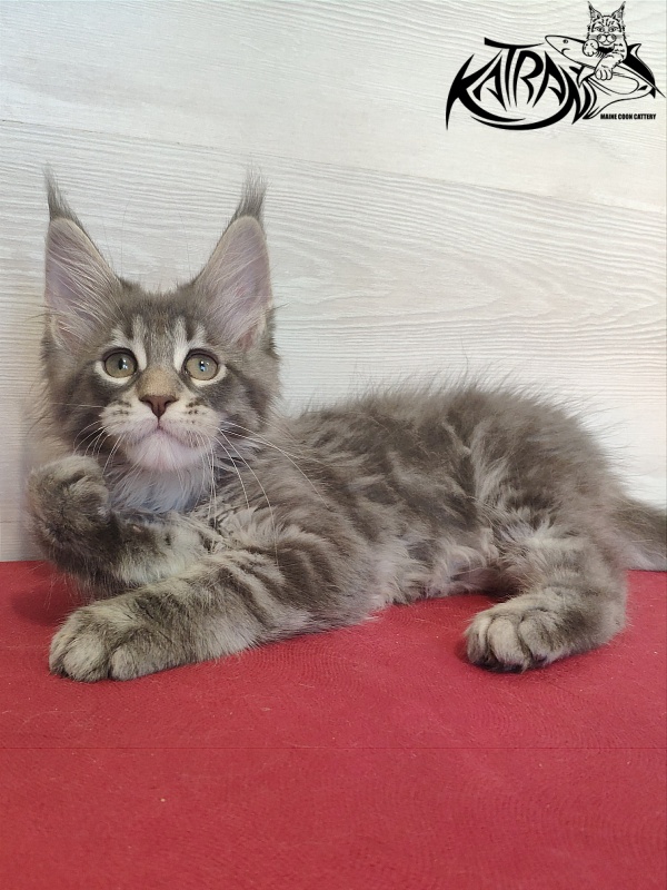 Katran Quentin - Kitten maine-coon 2 months