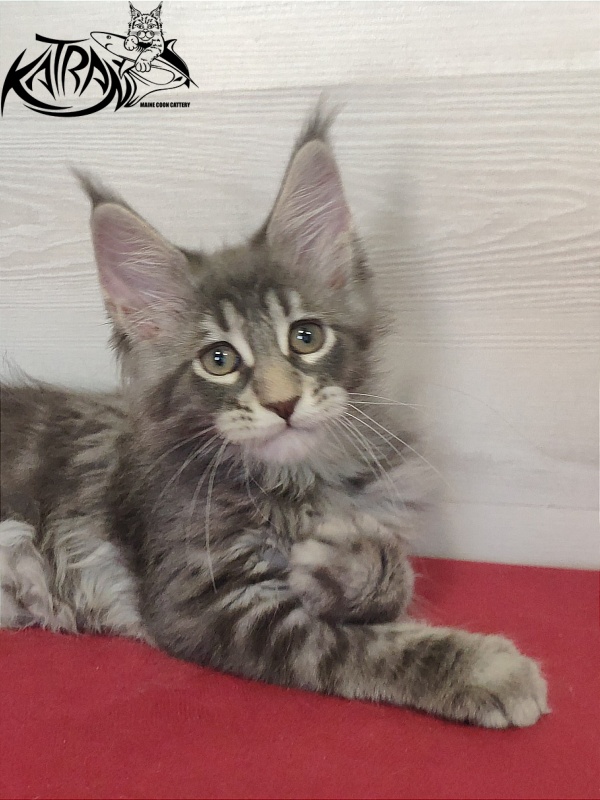 Katran Quentin - Kitten maine-coon 2 months