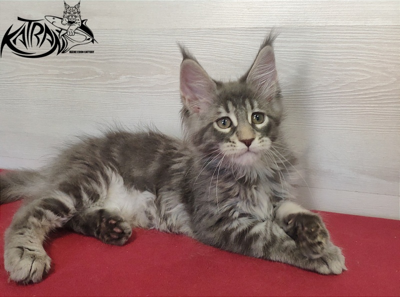 Katran Quentin - Kitten maine-coon 2 months