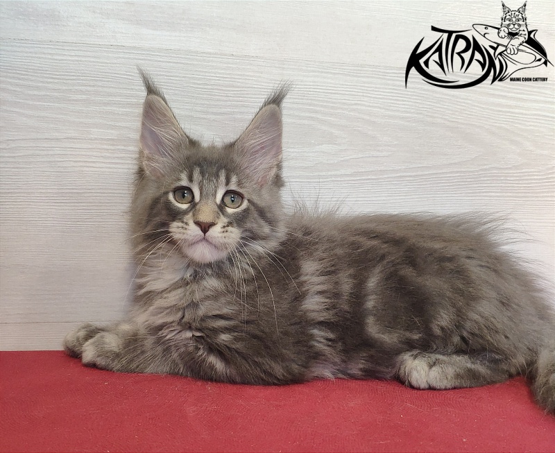 Katran Quentin - Kitten maine-coon 2 months