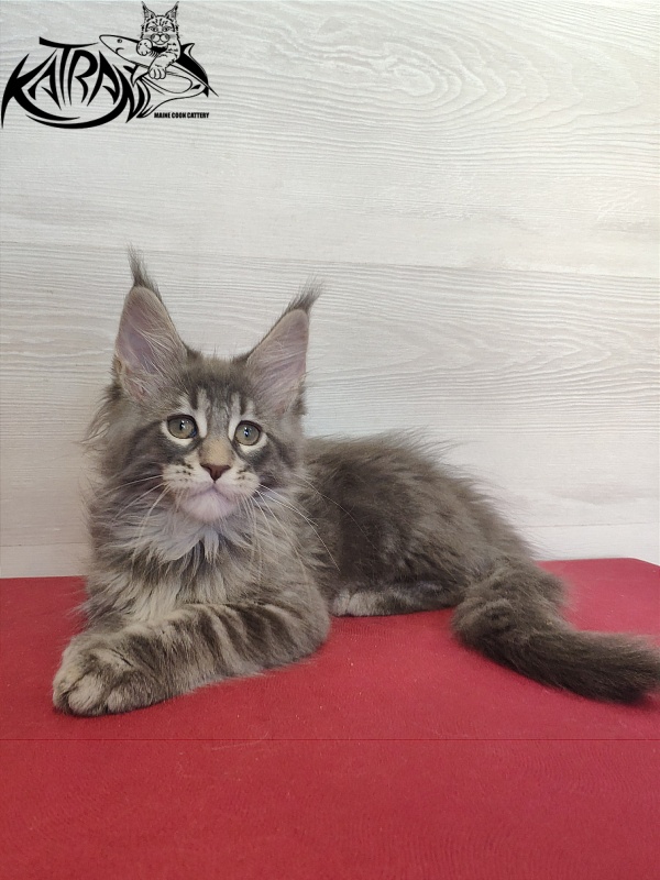 Katran Quentin - Kitten maine-coon 2 months