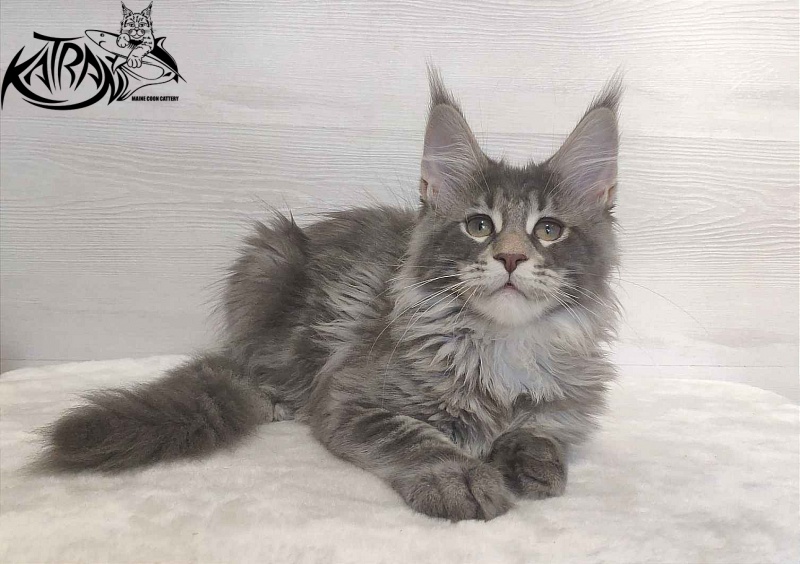 Katran Quentin - Kitten maine-coon 3 months
