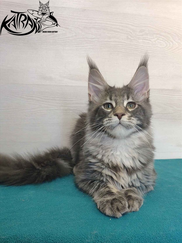 Katran Quentin - Kitten maine-coon 4 months