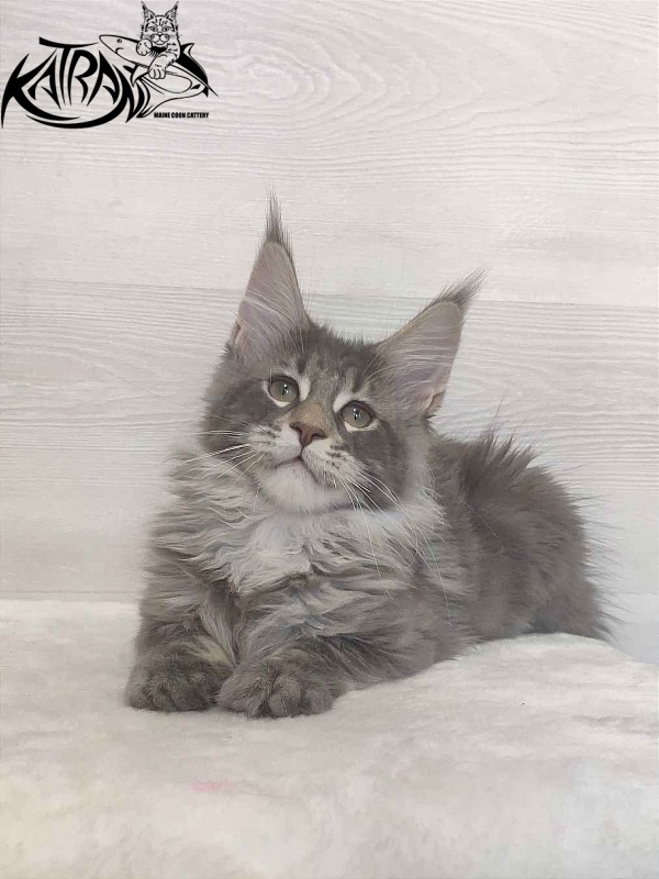 Katran Quentin - Kitten maine-coon 3 months