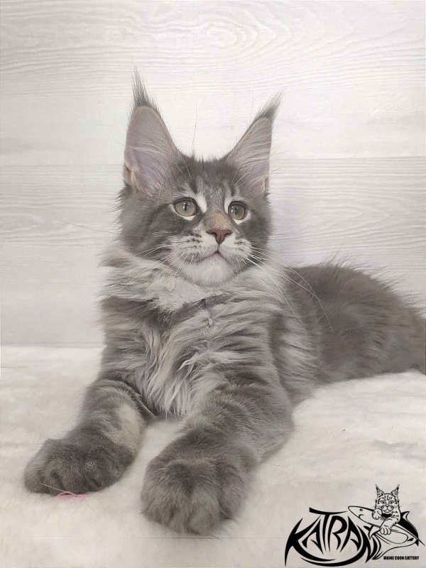 Katran Quentin - Kitten maine-coon 3 months