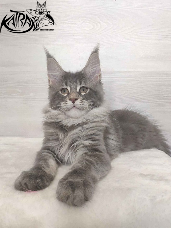 Katran Quentin - Kitten maine-coon 3 months