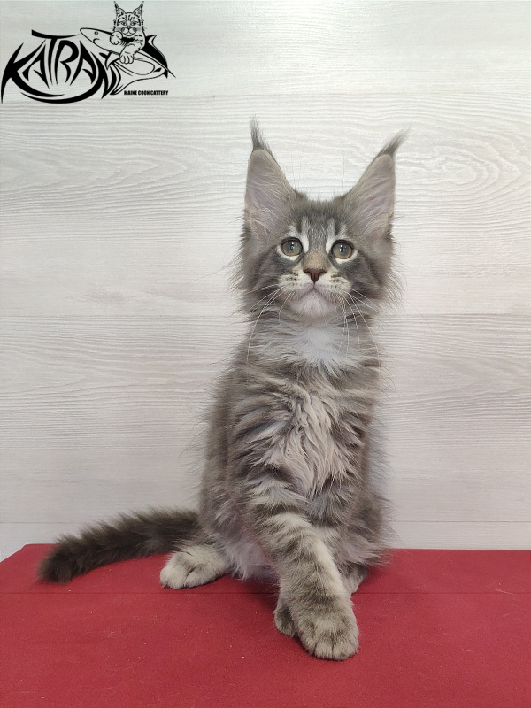 Katran Quentin - Kitten maine-coon 2 months