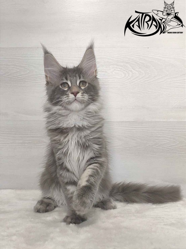 Katran Quentin - Kitten maine-coon 3 months