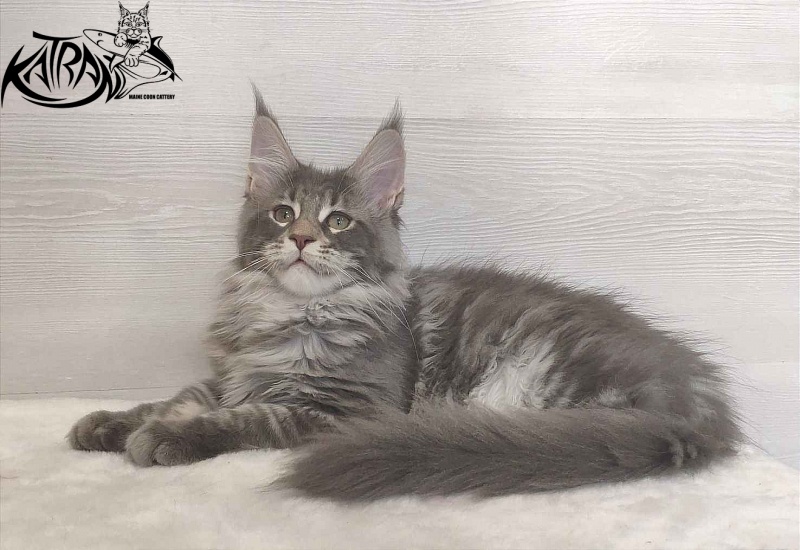 Katran Quentin - Kitten maine-coon 3 months