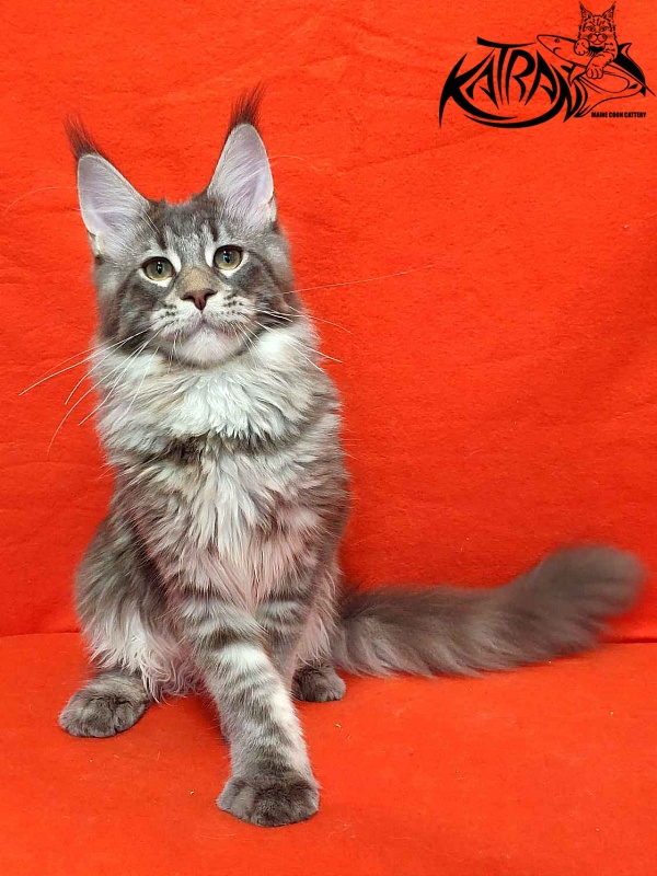 Katran Quentin - Kitten maine-coon 5 months