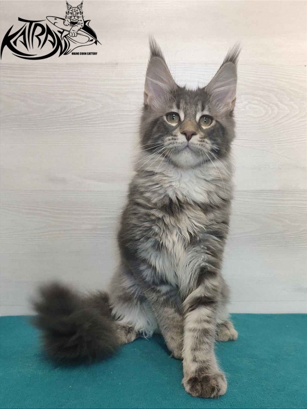 Katran Quentin - Kitten maine-coon 4 months