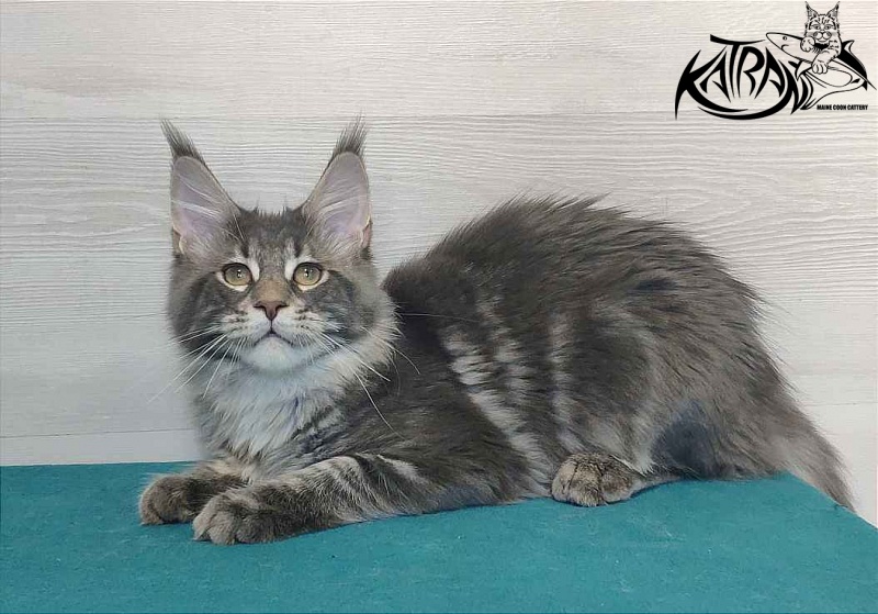 Katran Quentin - Kitten maine-coon 4 months