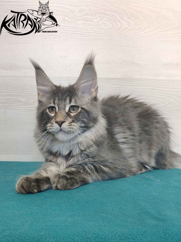 Katran Quentin - Kitten maine-coon 4 months