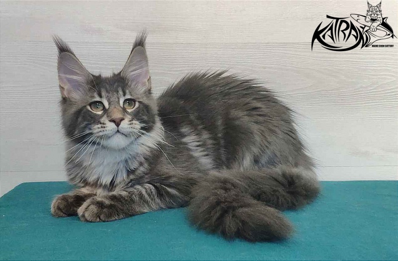Katran Quentin - Kitten maine-coon 4 months