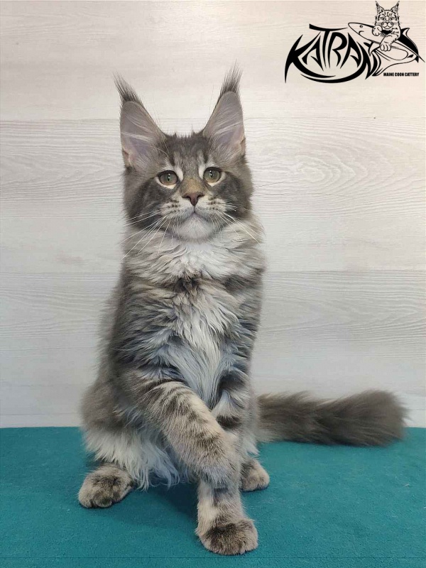 Katran Quentin - Kitten maine-coon 4 months