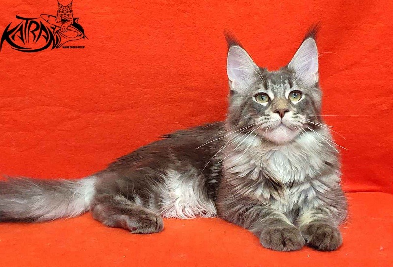 Katran Quentin - Kitten maine-coon 5 months