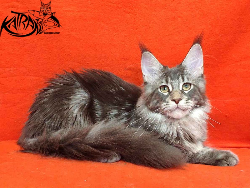 Katran Quentin - Kitten maine-coon 5 months