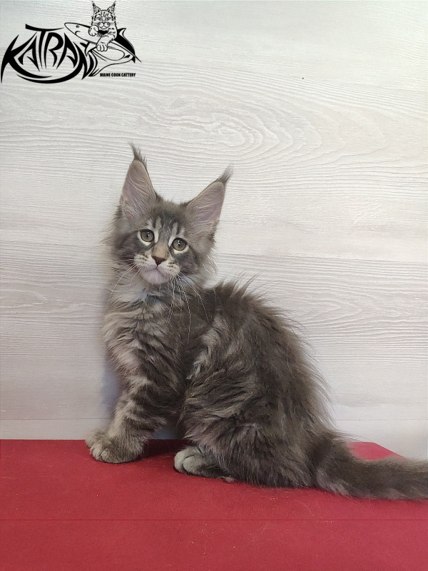 Katran Quentin - Kitten maine-coon 2 months