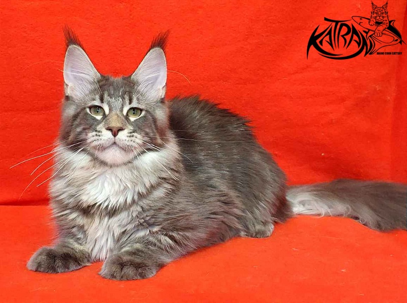 Katran Quentin - Kitten maine-coon 5 months