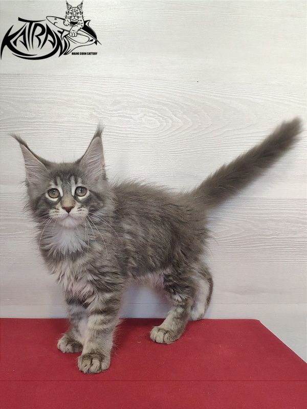 Katran Quentin - Kitten maine-coon 2 months