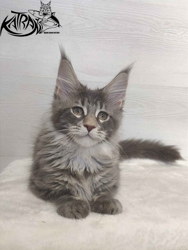 Katran Quentin - Kitten maine-coon 3 months