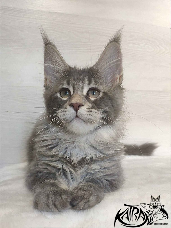 Katran Quentin - Kitten maine-coon 3 months